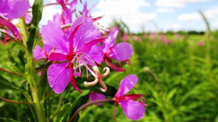 Ang mga inflorescences sa fireweed nga adunay dili ikalimod nga mga benepisyo alang sa mga lalaki