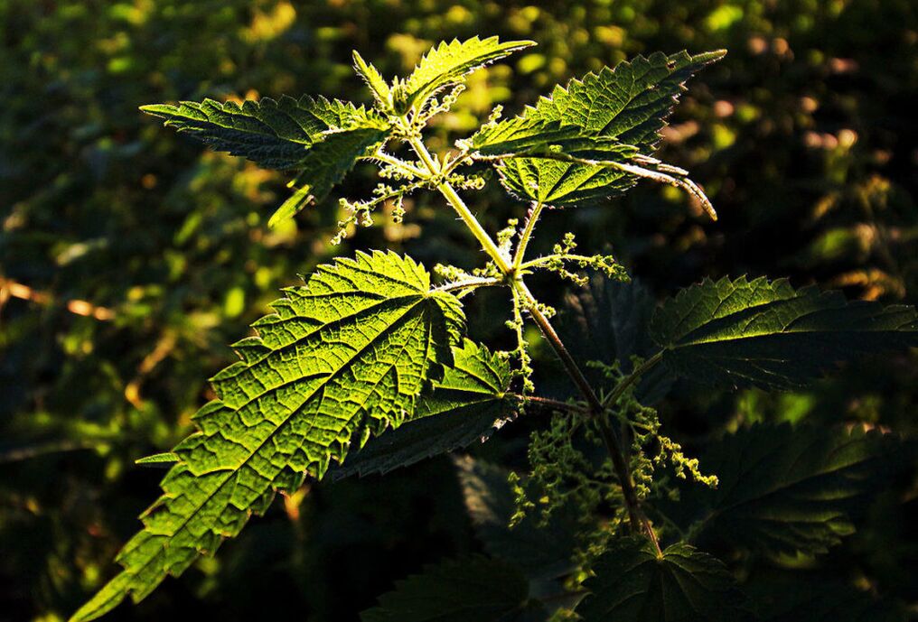 Nettle aron madugangan ang kahanas