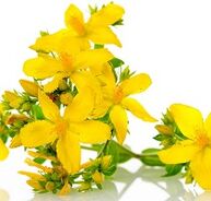 St. John's wort aron mapukaw ang kusog