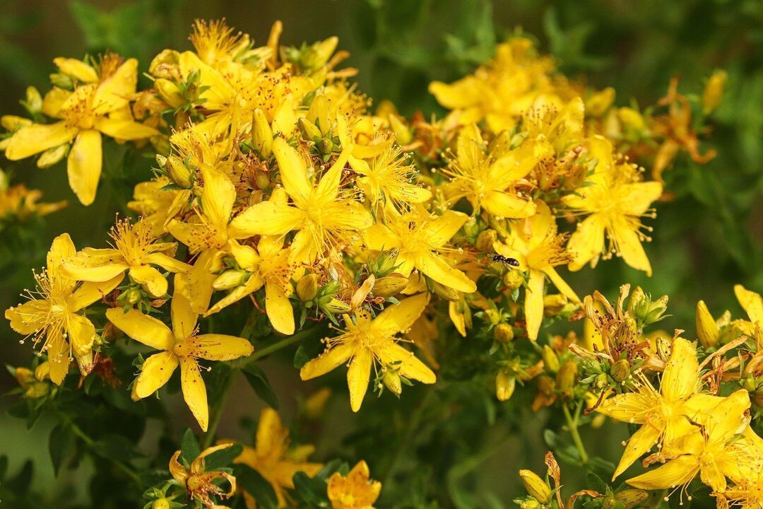 St. John's wort alang sa potency