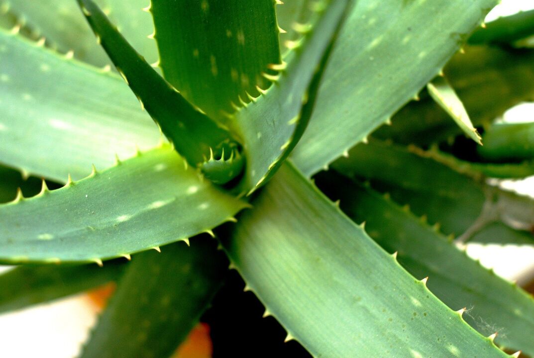 aloe alang sa potency sa lalaki