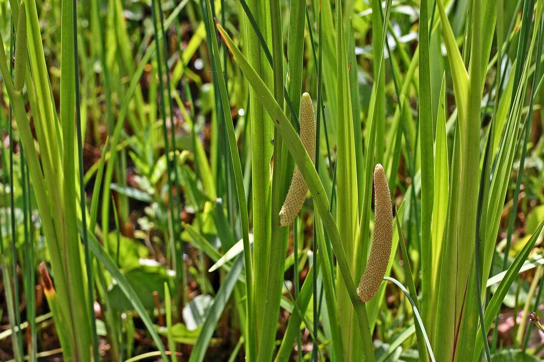 calamus herb alang sa potency