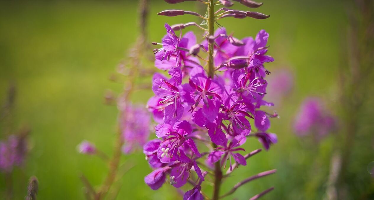 fireweed alang sa panglawas sa mga lalaki