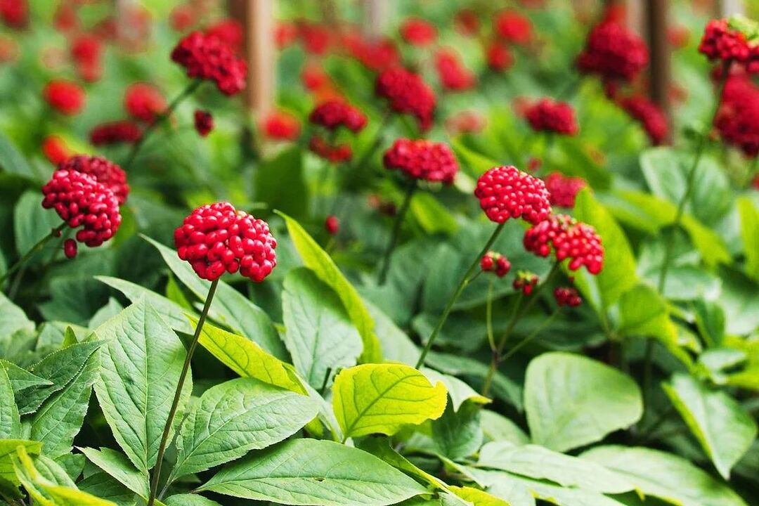 ginseng tambal nga balili alang sa potency