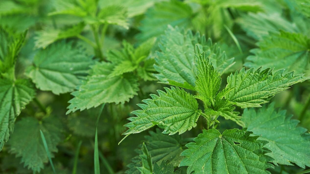 herb nettle alang sa potency