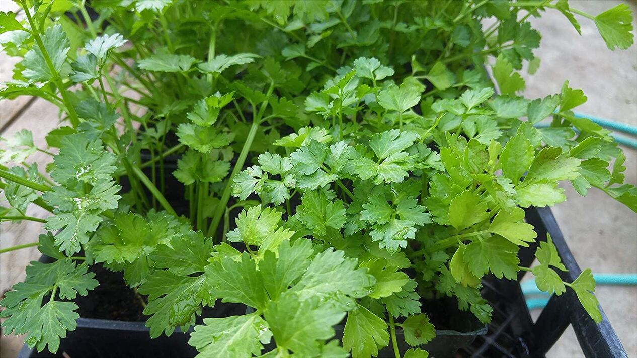 parsley alang sa potency